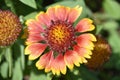 Close Up of a Gallardia Flower Blossom