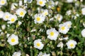 Gallipoli rose (cistus salviifolius) flowers