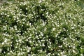 Gallipoli rose (cistus salviifolius) flowers