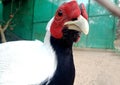 Close up of gallus gallus/ junglefowl