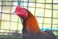 close up of gamecock in cage Royalty Free Stock Photo