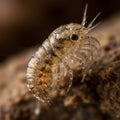 Close-up of a gammarid amphipod, showcasing its segmented, translucent body and Royalty Free Stock Photo