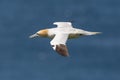 Close-up gannet morus bassanus in flight over blue sea Royalty Free Stock Photo