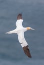 Close-up gannet morus bassanus in flight over blue sea Royalty Free Stock Photo