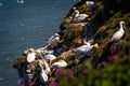 Close up of Gannets nesting on cliff face