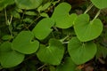 Green leaves in heart Shape