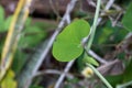 Green leaves in heart Shape