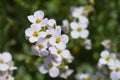 Garden arabis Royalty Free Stock Photo