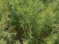 Close-up of Garden asparagus branches Asparagus officinalis texture