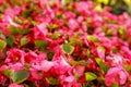 Close-up of garden bed of bright pink flowers in sunlight. Scenic flowerbed in park on a summer sunny day. Soft focus. Blurred