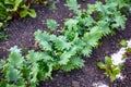 Garden bed with young Kale leaves