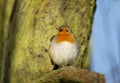 Close up of a garden bird European Robin perched on a tree