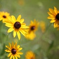 Close up on Garden of Black Eyed Susan Flowers, Rudbeckia hirta