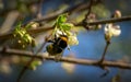 Close-up of garden bumblebee Bombus hortorum collecting nectar from blooming white flower winter honeysuckle Lonicera Royalty Free Stock Photo