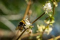 Close-up of garden bumblebee Bombus hortorum collecting nectar from blooming white flower winter honeysuckle Royalty Free Stock Photo