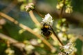 Close-up of garden bumblebee Bombus hortorum collecting nectar from blooming white flower winter honeysuckle Lonicera Royalty Free Stock Photo