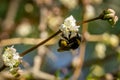 Close-up of garden bumblebee Bombus hortorum collecting nectar from blooming white flower winter honeysuckle Lonicera Royalty Free Stock Photo