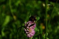 Close-up of garden bumblebee or small garden bumblebee collecting nectar from a clover flower Royalty Free Stock Photo