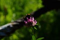 Close-up of garden bumblebee or small garden bumblebee collecting nectar from a clover flower Royalty Free Stock Photo