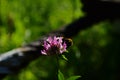 Close-up of garden bumblebee or small garden bumblebee collecting nectar from a clover flower Royalty Free Stock Photo