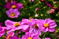 Close up of Garden Cosmos with the bee on it. Pink garden cosmos flowers blooming in the garden. Royalty Free Stock Photo