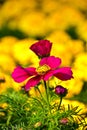Close up of Garden Cosmos in the garden with sunlight. Pink and red garden cosmos flowers blooming Background.