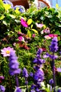 Close up of Garden Cosmos in the garden with sunlight. Pink and red garden cosmos flowers blooming Background.