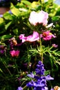 Close up of Garden Cosmos in the garden with sunlight. Pink and red garden cosmos flowers blooming Background.