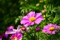 Close up of Garden Cosmos in the garden with sunlight. Pink and red garden cosmos flowers blooming Background.