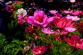 Close up of Garden Cosmos in the garden with sunlight. Pink and red garden cosmos flowers blooming Background.