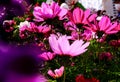 Close up of Garden Cosmos in the garden with sunlight. Pink and red garden cosmos flowers blooming Background.