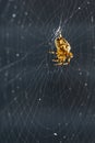 Close up of a garden cross spider Araneus diadematus in its web Royalty Free Stock Photo