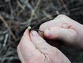 Close up on garden grafting apricot tree branches.