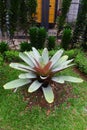 Close-Up of a Garden Landscape Featuring Vibrant Alcantarea imperialis Plant