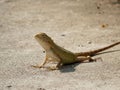 Close up of Garden Lizard on the road. Royalty Free Stock Photo