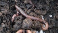 A close up of garden lob worms in a bucket of soil