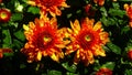 Beautiful Garden Mums Chrysanthemum after Rain Showers Royalty Free Stock Photo