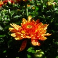 Beautiful Garden Mums after Rain Showers Royalty Free Stock Photo