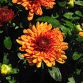 Beautiful Garden Mums after Rain Showers Royalty Free Stock Photo