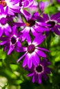 A close up of a garden of painted daisies in full bloom on a bright sunny day. Royalty Free Stock Photo