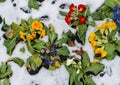 Close up of garden pansies in the snow, waiting for spring, captured in London, UK during the late winter of 2018 also Royalty Free Stock Photo