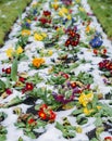 Close up of garden pansies in the snow, waiting for spring, captured in London, UK during the late winter of 2018 also Royalty Free Stock Photo