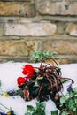 Close up of garden pansies in the snow, waiting for spring, captured in London, UK during the late winter of 2018 also Royalty Free Stock Photo