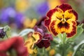 Close-up of a garden pansy flower with colorful blossoms in a flower garden, Germany