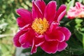 Close-up of garden peony cultivar Paeonia lactiflora `Red Romance` with bright crimson outer petals with yellow center. Colorf