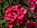 Garden Phlox (Phlox paniculata) \'Svjatogor\' flowering with brigth red flowers in the garden in late summer Royalty Free Stock Photo