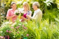 Close-up of garden plants at green house Royalty Free Stock Photo