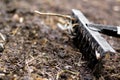 Close-up garden rake. Black metal rake is being pulled through dry soil ready for planting. old rake on a garden bed