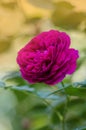 Close up of garden rose Falstaff Royalty Free Stock Photo