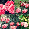 Close-up of garden roses on bush. Collage of colorized images. Toned photos set Royalty Free Stock Photo